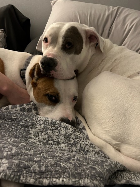 Pablo honey and Luna bird