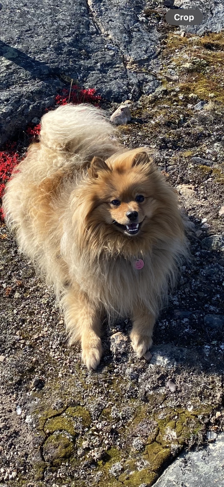 Pompom