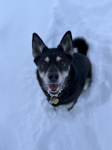 Pualu
