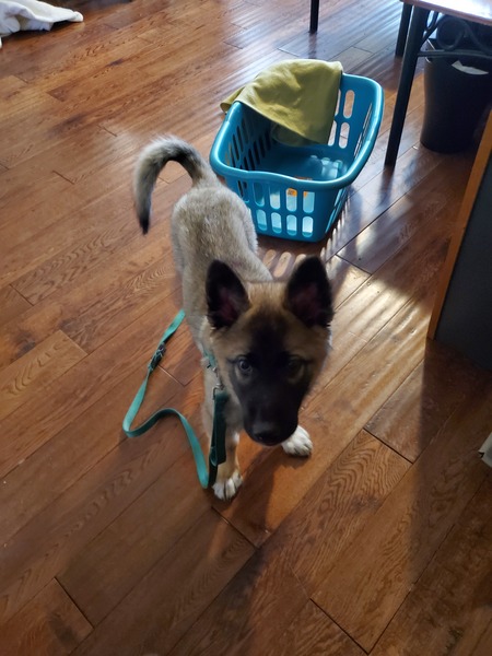 Oscar 