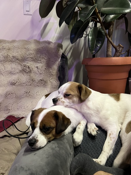 Papu and Penny