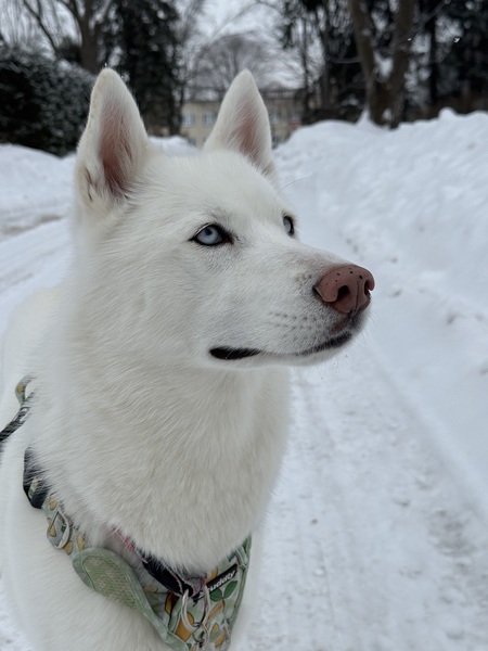 Gia