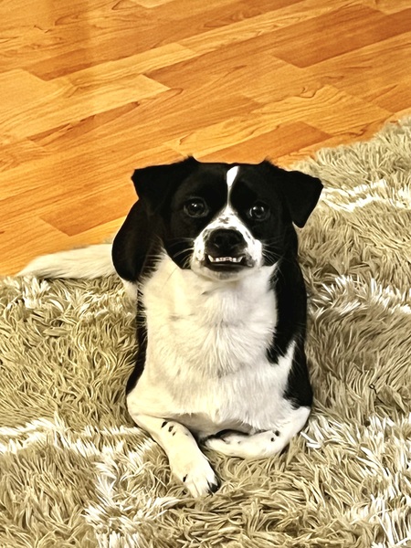 Moomoo 