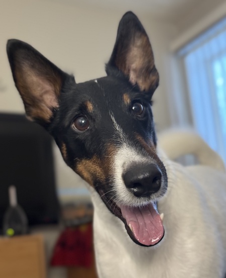 Jett