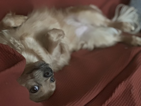 Lulu