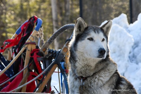 Atka