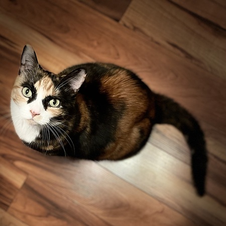 Moxie