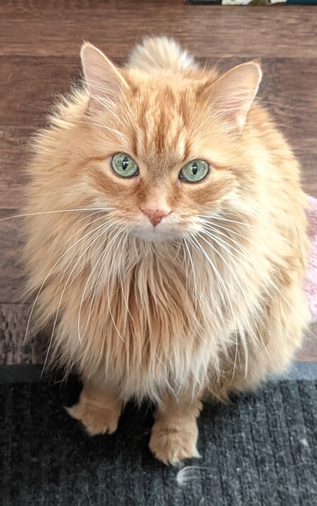 Marmalade