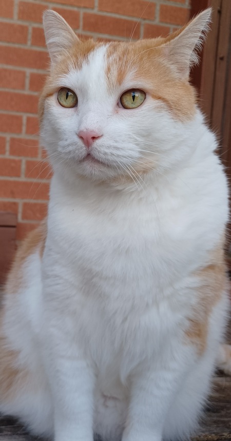 Gingy (Big Boy)