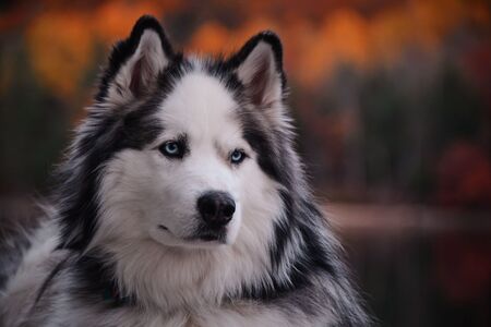 Oakley