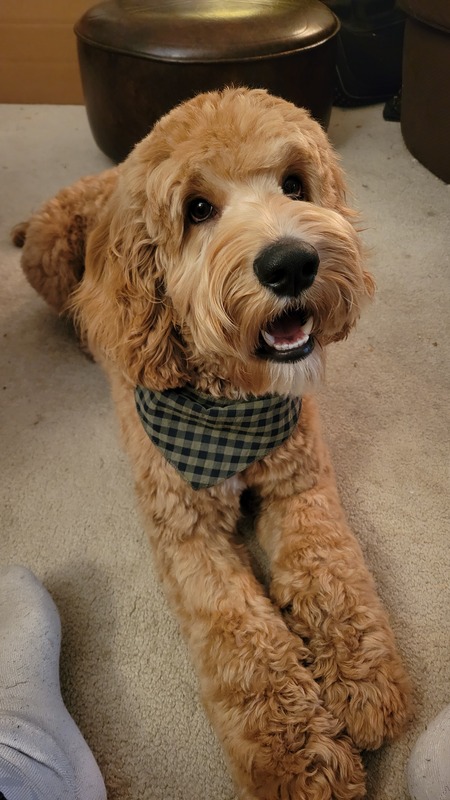Bowie 