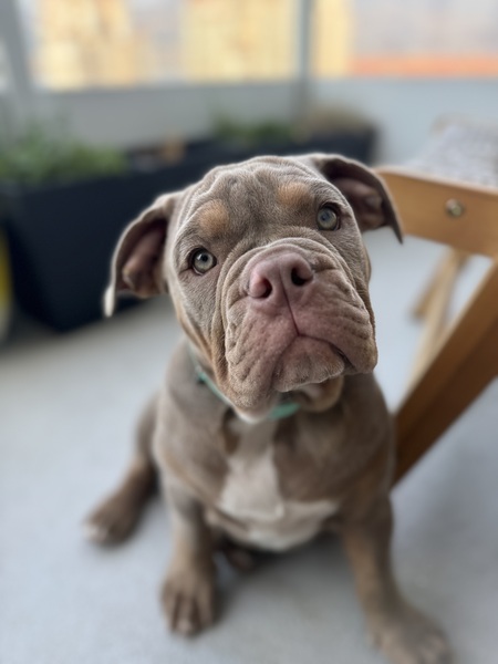 Harlee