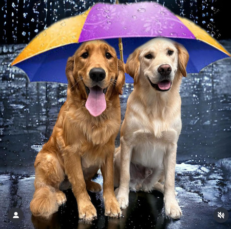 Maverick and Murphy