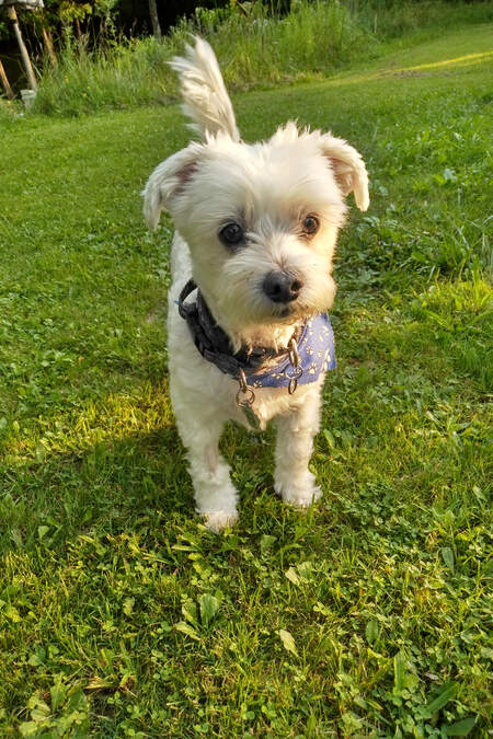 Louie
