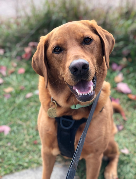 Nova