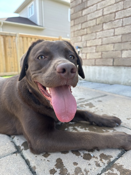 Joni