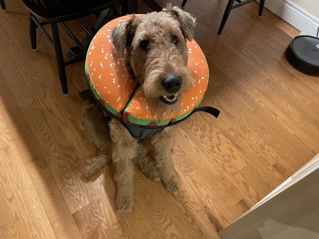 Ziggy Starpup