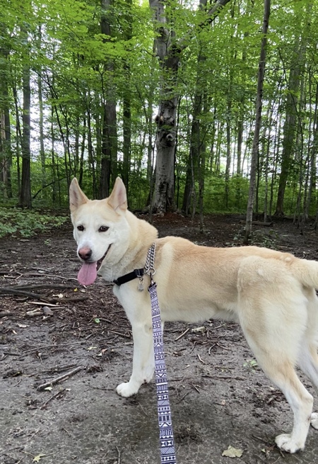 Timber