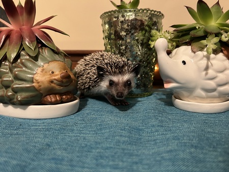 Spike