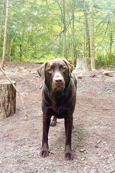 Cooper