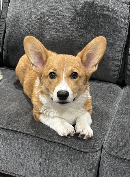 Kobi