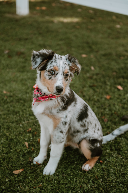Daisy