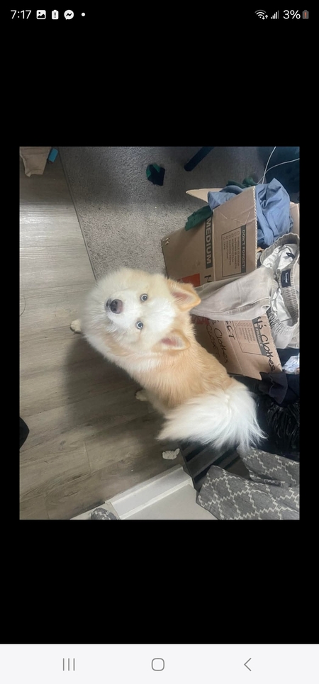 Teddy
