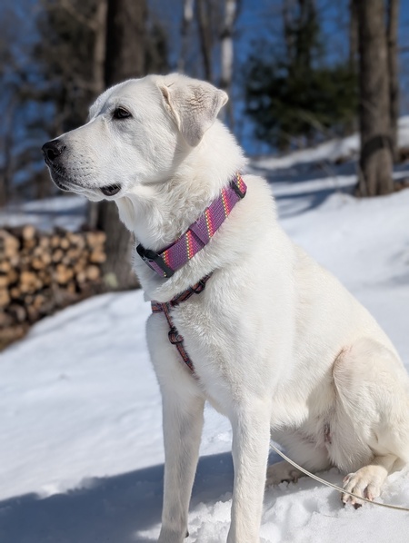 Sadie