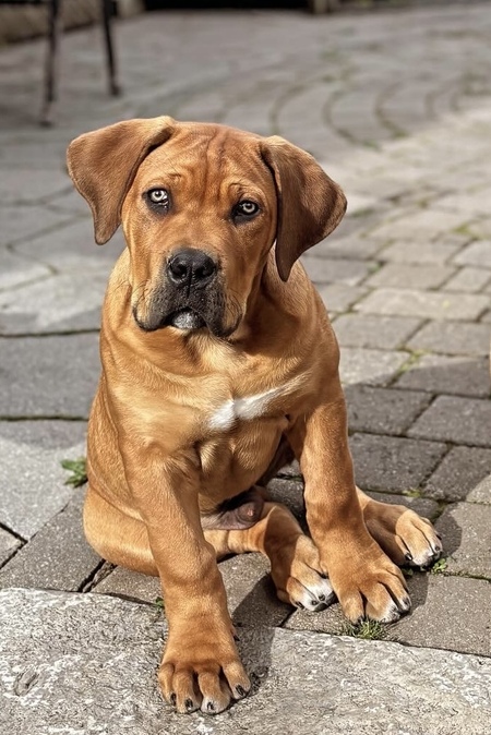 Bauer