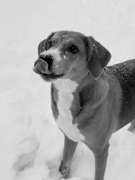 Piper