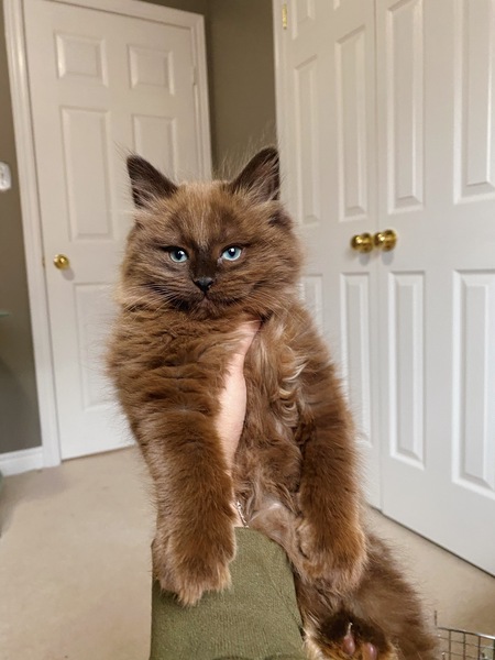 Coco