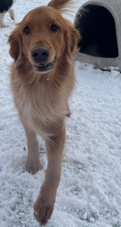 Beau
