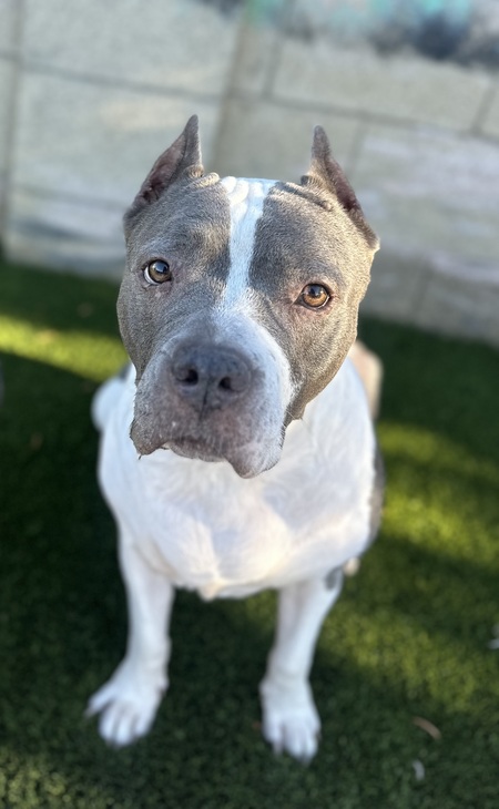 Clarabelle
