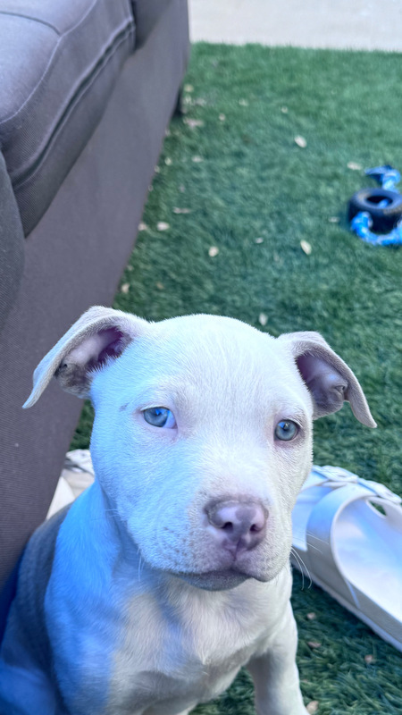 Canelo
