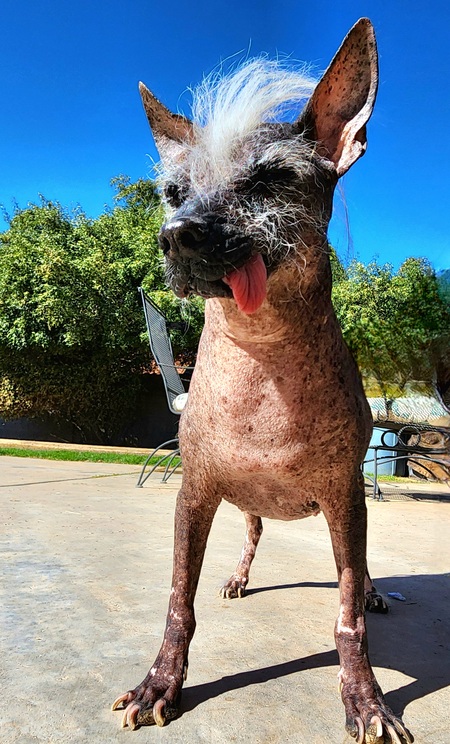 Roxy