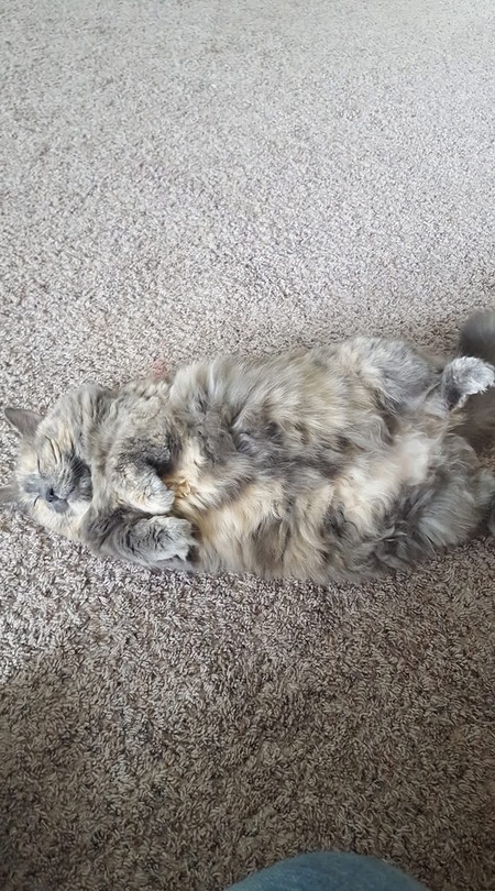Teddy Bear