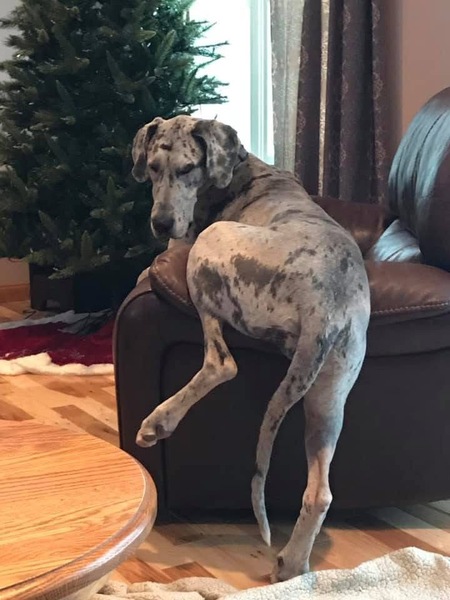 Stella