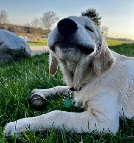 Scout