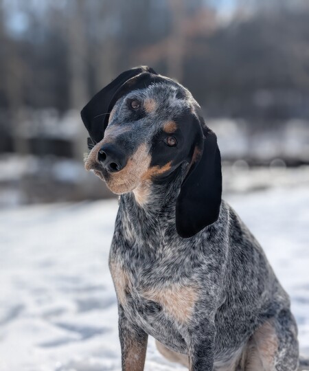 Remi
