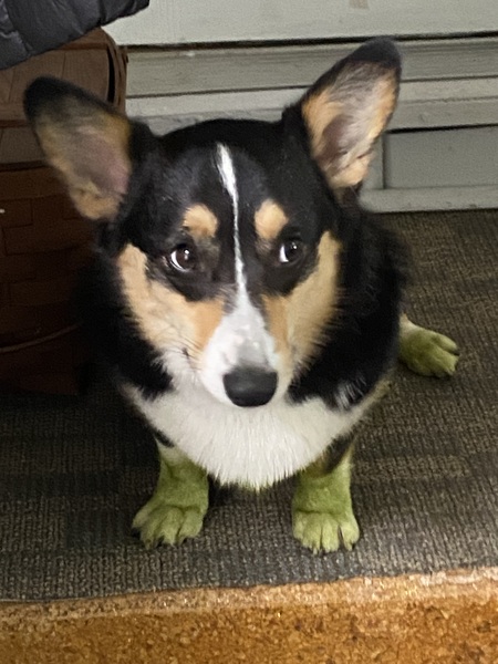 Olive