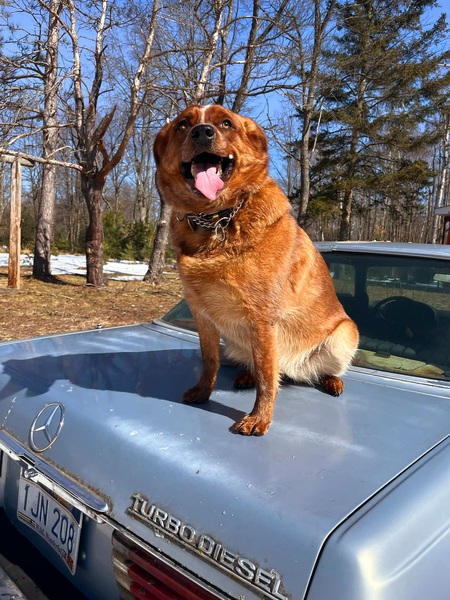 Mable