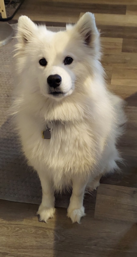 Miyuki