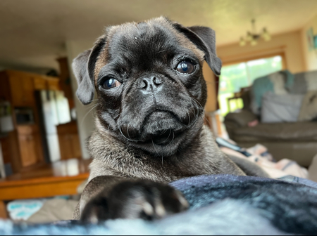 Cici