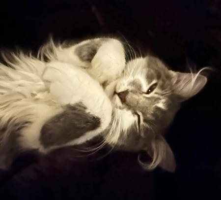 Mimi