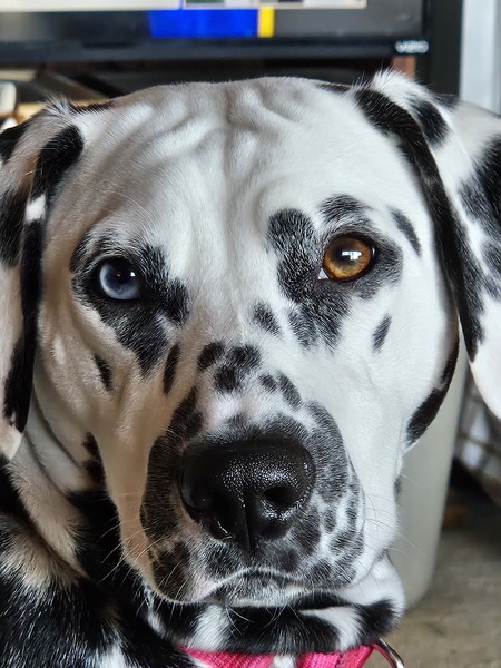 Dolly 