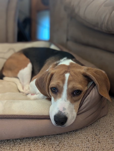 Rosie