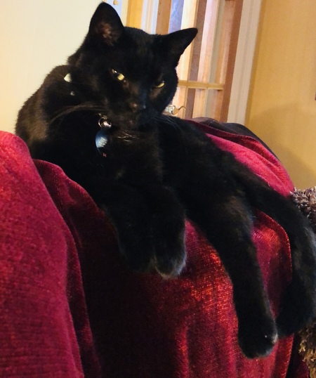 Demetri of The Abigail Manor 