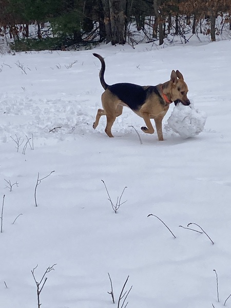 Ozzie