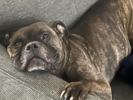 Bailey