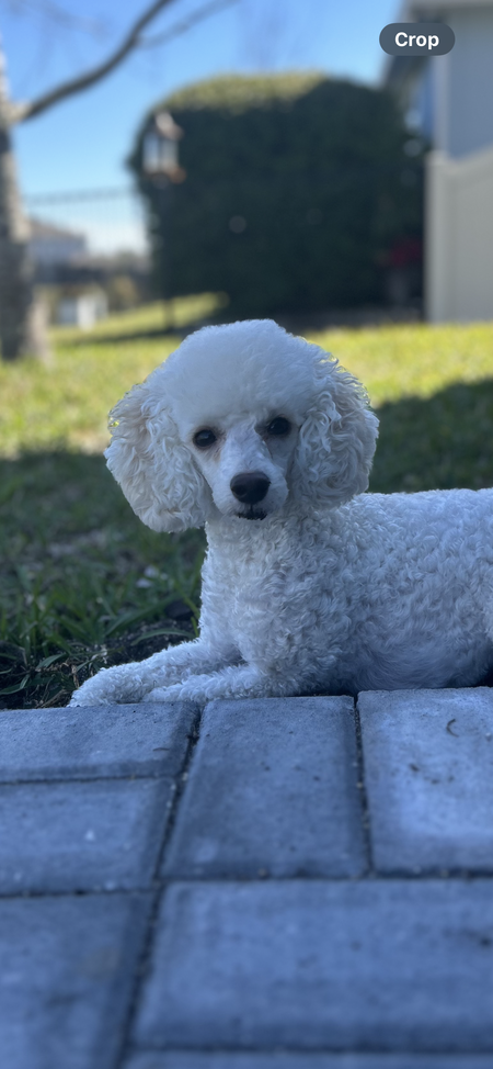 Oliver